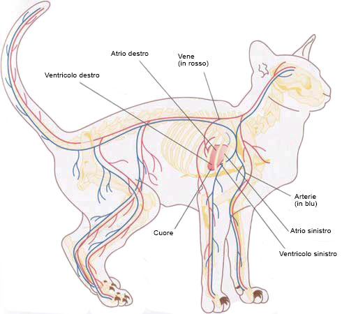 circulatory system cat