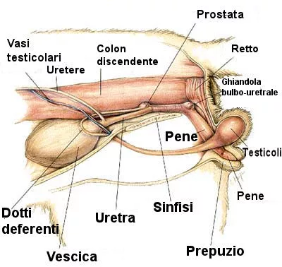 Apparato urogenitale gatto