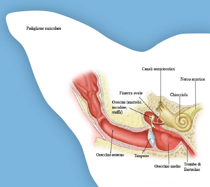 morfologia dell'orecchio