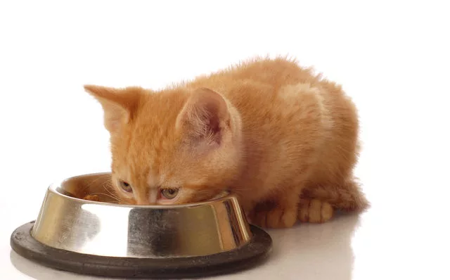 Il senso del gusto dei gatti