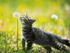 perception of cat odors