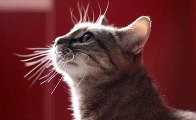 Il senso del tatto nei gatti