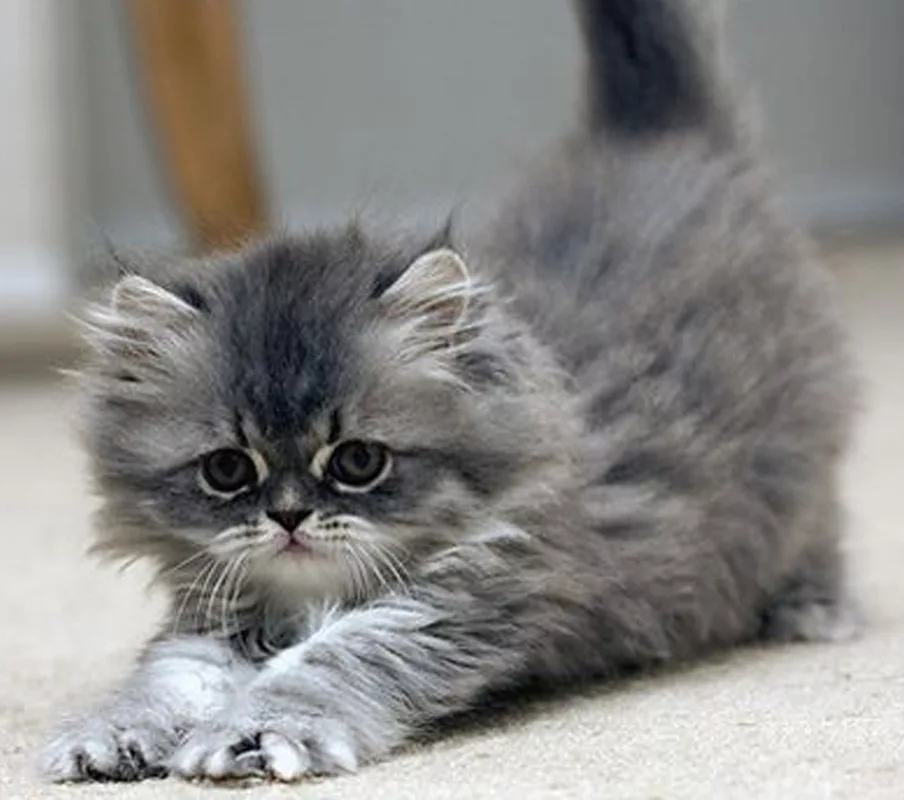 chat aux prises avec un petit rongeur