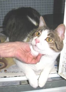 gatto randagio soccorso da una volontaria