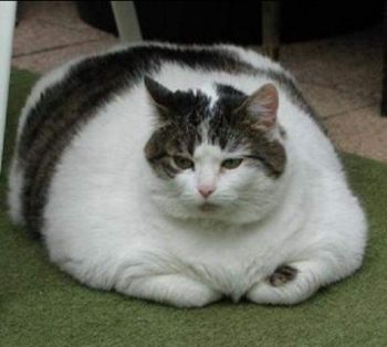 obese cats are not admitted to competitions