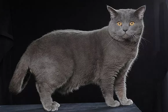 Gatto razza Certosino