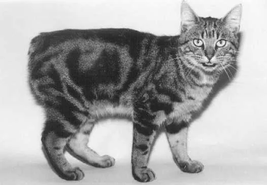Manx o gatto dell'isola di Man