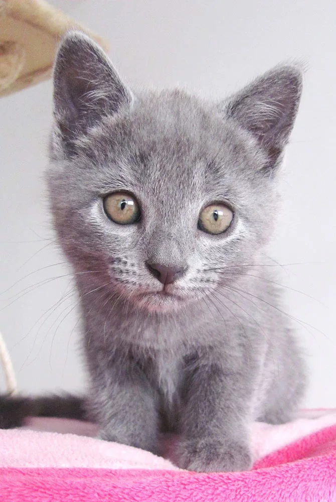 Caratteristiche del gatto ideale