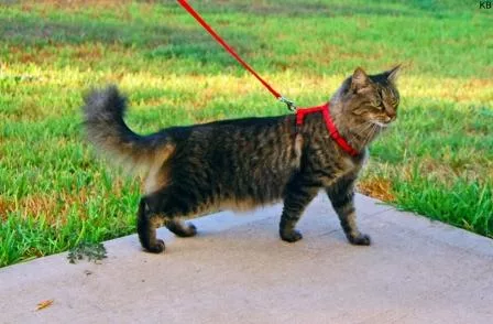 chat en laisse