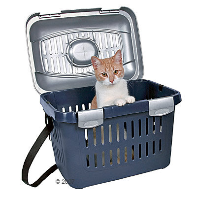cat standing on its plastic carrier