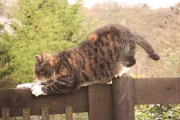 cat intent on nailing a fence