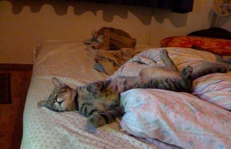 non bisogna abituare i gatti a dormire sul letto del padrone