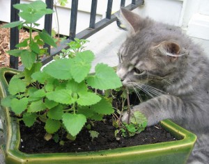 it is advisable not to bring cats closer to plants: they could dig holes