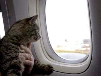on a plane the cat, at times, can travel alongside its owner