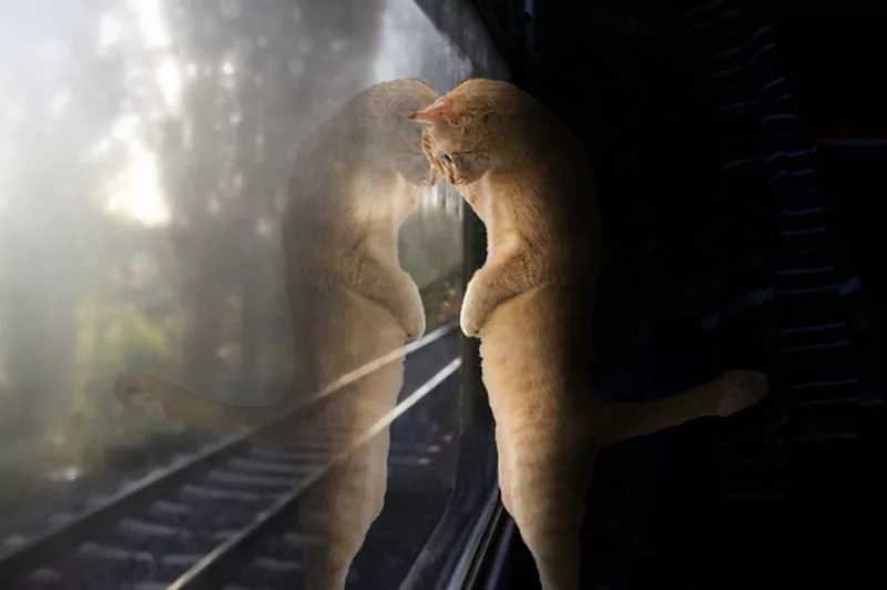 en train, le chat doit voyager dans un conteneur de 70x30x50