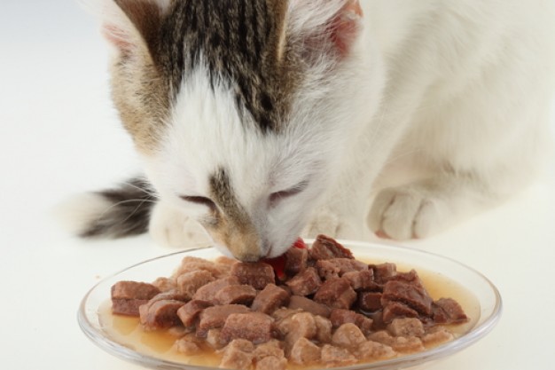 un gatto mentre consuma la sua dose di cibo umido