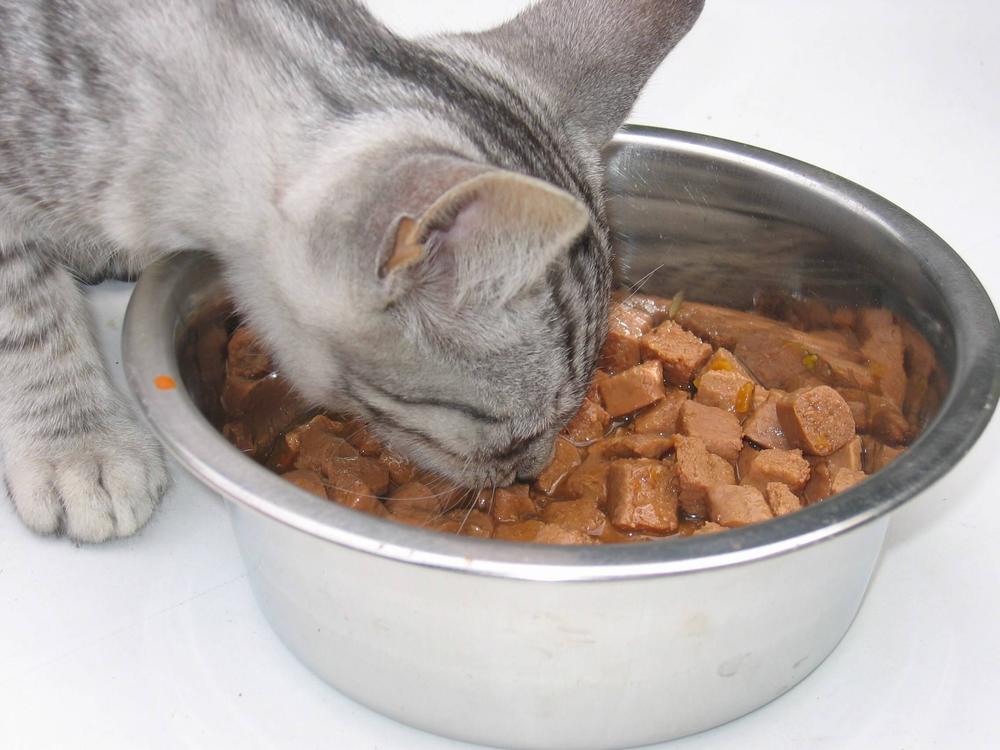 gatto intento a consumare la sua porzione di cibo umido