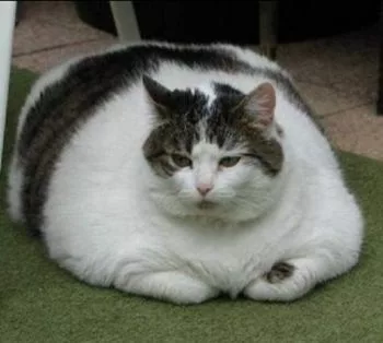 Obesità gatto