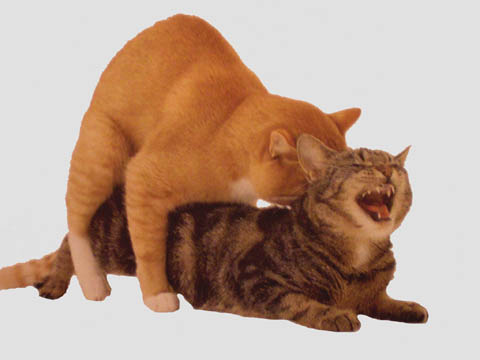coppia di gatti durante l'accoppiamento