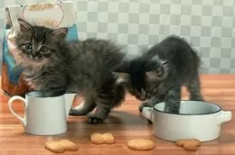 Svezzamento cucciolo