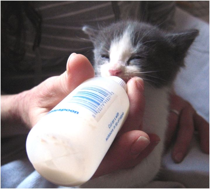 il latte artificiale può essere somministrato con un biberon
