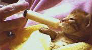 les préparations pour nourrissons peuvent être administrées avec une seringue sans aiguille