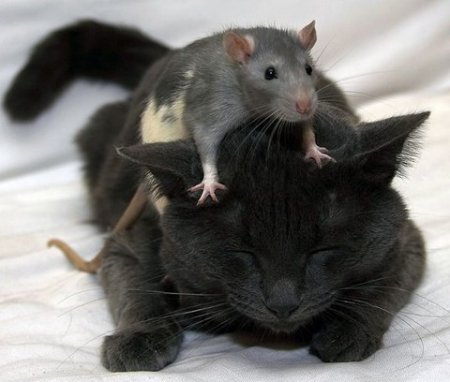 un gattino gioca con il suo amico topo