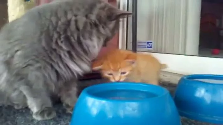 Instinct et l'école mère-chat
