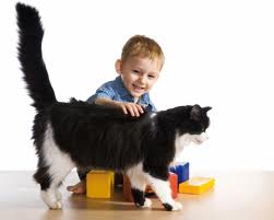 the cat will go to the child every time he wants to play