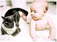 the cats and the baby make friends immediately