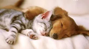 cane e gatto possono essere amici