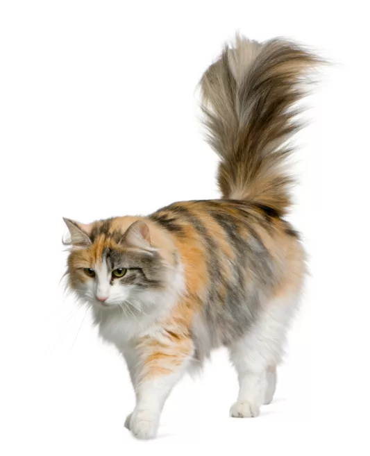 se il gatto cammina con la coda alta è segno di dominanza