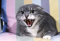 Linguaggio del corpo gatto