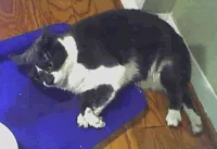 Emergencias de gatos
