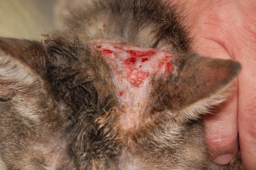 fungal dermatitis creates rounded holes on the victim's coat