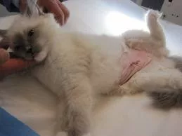 Malattie apparato genitale gatto