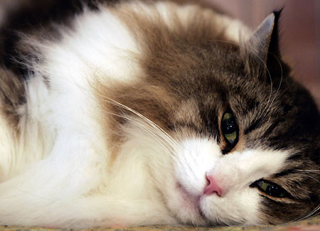 endocrine malfunctions are dangerous for the health of the cat