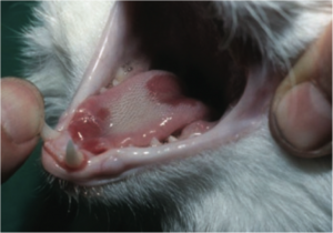 calicivirosis idnuces severe ulcers on the tongue