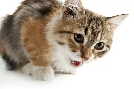 Rabbia gatto