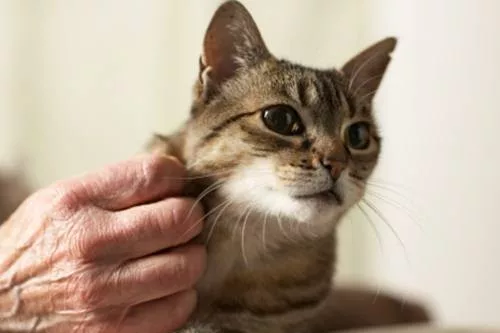Aiutare il nostro gatto