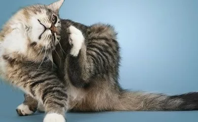 la picazón es muy molesta y el gato puede leer por sí mismo