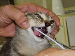 if successful, it would be good to brush the cat's teeth with a toothbrush