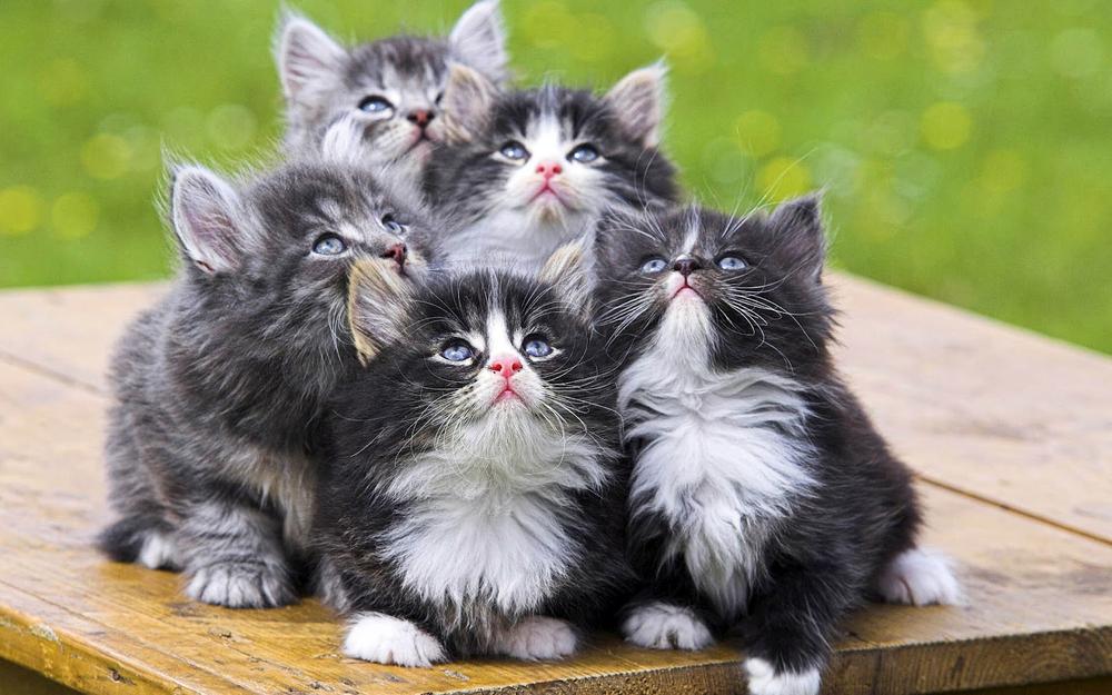 gruppo gattini