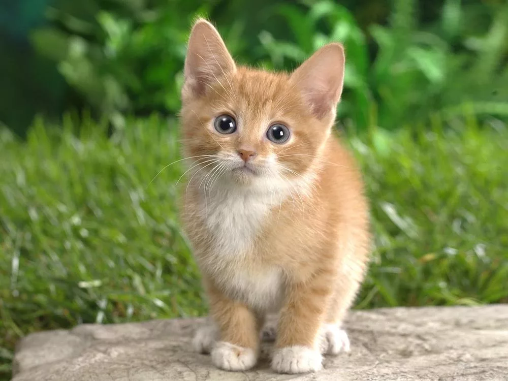 gattino curioso