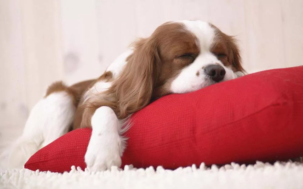 Foto cagnolini