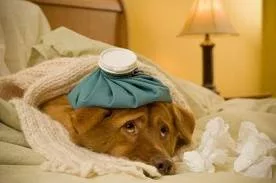 Cure cane anziano