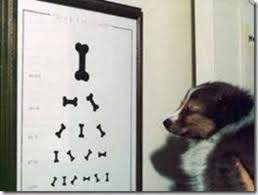 examination dog sight