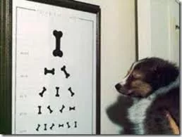 vista de perro examinador