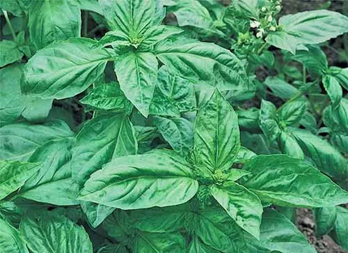 basilico genovese