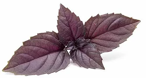 basilico rosso